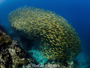 Pushing the river ... Oxeye Scad - Selar boops. Sail Rock... by Stefan Follows 